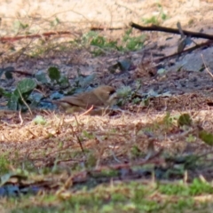 Aphelocephala leucopsis (Southern Whiteface) at Gigerline Nature Reserve - 7 Jul 2020 by RodDeb