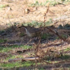 Aphelocephala leucopsis at Tennent, ACT - 7 Jul 2020