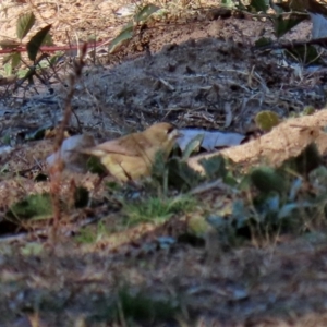 Aphelocephala leucopsis at Tennent, ACT - 7 Jul 2020