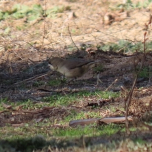 Aphelocephala leucopsis at Tennent, ACT - 7 Jul 2020