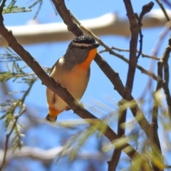 Pardalotus punctatus (Spotted Pardalote) at Gigerline Nature Reserve - 7 Jul 2020 by RodDeb