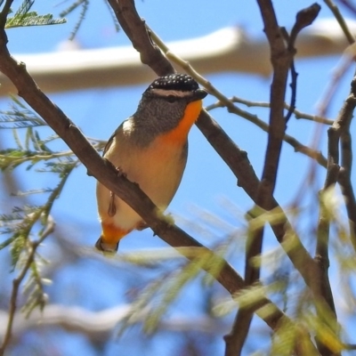 Pardalotus punctatus (Spotted Pardalote) at Gigerline Nature Reserve - 7 Jul 2020 by RodDeb