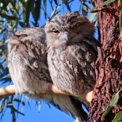 Podargus strigoides (Tawny Frogmouth) at Gigerline Nature Reserve - 7 Jul 2020 by RodDeb