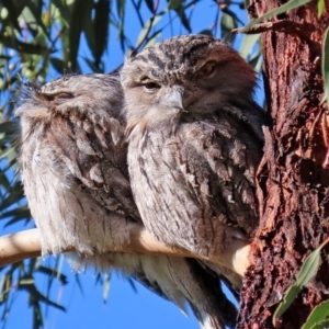 Podargus strigoides at Tennent, ACT - 7 Jul 2020 12:31 PM