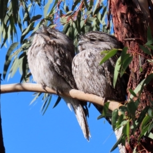 Podargus strigoides at Tennent, ACT - 7 Jul 2020 12:31 PM