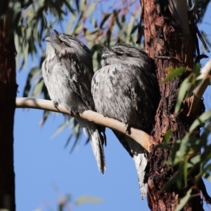 Podargus strigoides at Tennent, ACT - 7 Jul 2020