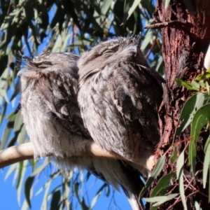 Podargus strigoides at Tennent, ACT - 7 Jul 2020