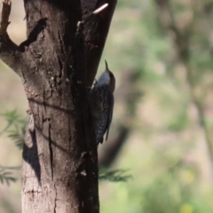 Cormobates leucophaea (White-throated Treecreeper) at Gigerline Nature Reserve - 7 Jul 2020 by RodDeb