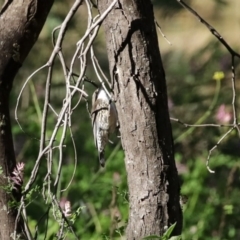 Cormobates leucophaea at Tennent, ACT - 7 Jul 2020