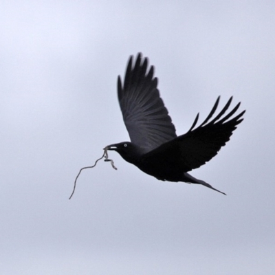 Corvus coronoides (Australian Raven) at Jerrabomberra Wetlands - 8 Jul 2020 by RodDeb