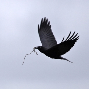 Corvus coronoides at Fyshwick, ACT - 8 Jul 2020