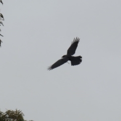 Corvus coronoides at Fyshwick, ACT - 8 Jul 2020 11:52 AM