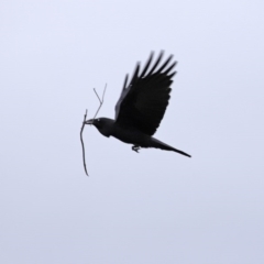 Corvus coronoides at Fyshwick, ACT - 8 Jul 2020 11:52 AM