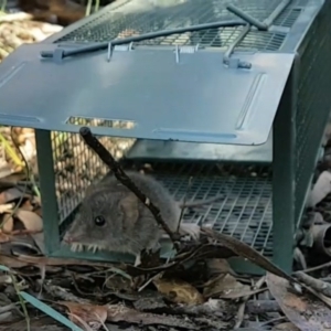 Antechinus agilis at Penrose - 10 Jul 2020