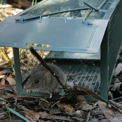 Antechinus agilis (Agile Antechinus) at Penrose - 9 Jul 2020 by Aussiegall