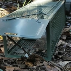 Antechinus agilis at Penrose - 10 Jul 2020