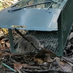 Antechinus agilis at suppressed - suppressed