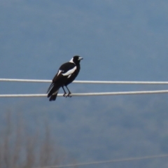 Gymnorhina tibicen (Australian Magpie) at Fyshwick, ACT - 8 Jul 2020 by RodDeb