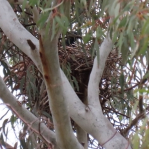 Gymnorhina tibicen at Fyshwick, ACT - 8 Jul 2020