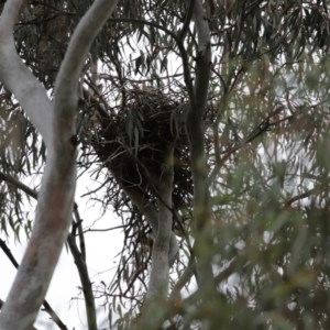 Gymnorhina tibicen at Fyshwick, ACT - 8 Jul 2020 12:08 PM