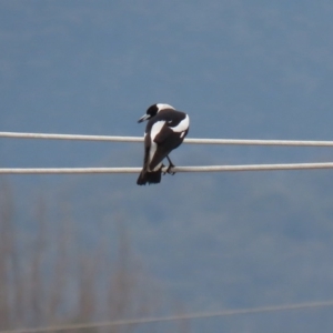 Gymnorhina tibicen at Fyshwick, ACT - 8 Jul 2020