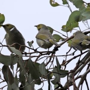 Ptilotula penicillata at Fyshwick, ACT - 8 Jul 2020