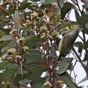 Ptilotula penicillata at Fyshwick, ACT - 8 Jul 2020