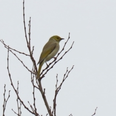 Ptilotula penicillata at Fyshwick, ACT - 8 Jul 2020