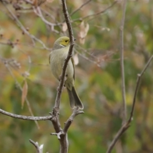 Ptilotula penicillata at Fyshwick, ACT - 8 Jul 2020