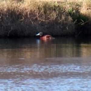 Oxyura australis at Fyshwick Sewerage Treatment Plant - 9 Jul 2020 03:37 PM