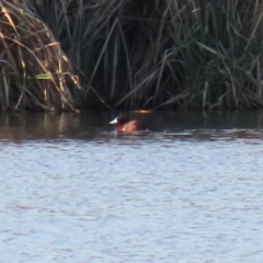 Oxyura australis at Fyshwick Sewerage Treatment Plant - 9 Jul 2020