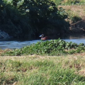 Oxyura australis at Fyshwick Sewerage Treatment Plant - 9 Jul 2020