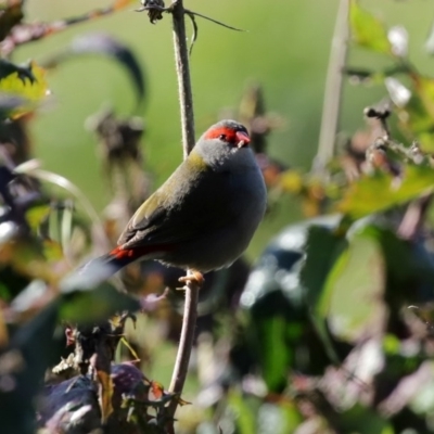 Neochmia temporalis (Red-browed Finch) at Fyshwick, ACT - 9 Jul 2020 by RodDeb