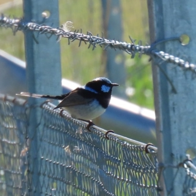 Malurus cyaneus (Superb Fairywren) at Fyshwick Sewerage Treatment Plant - 9 Jul 2020 by RodDeb