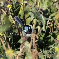 Malurus cyaneus at Fyshwick Sewerage Treatment Plant - 9 Jul 2020