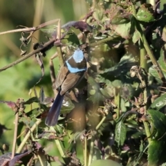 Malurus cyaneus at Fyshwick Sewerage Treatment Plant - 9 Jul 2020