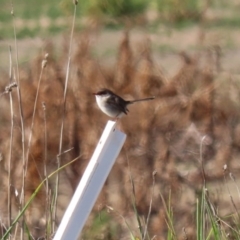 Malurus cyaneus at Fyshwick Sewerage Treatment Plant - 9 Jul 2020