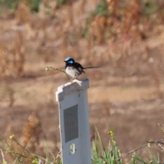 Malurus cyaneus at Fyshwick Sewerage Treatment Plant - 9 Jul 2020