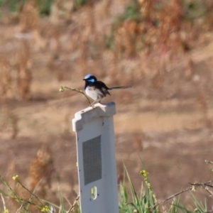 Malurus cyaneus at Fyshwick Sewerage Treatment Plant - 9 Jul 2020