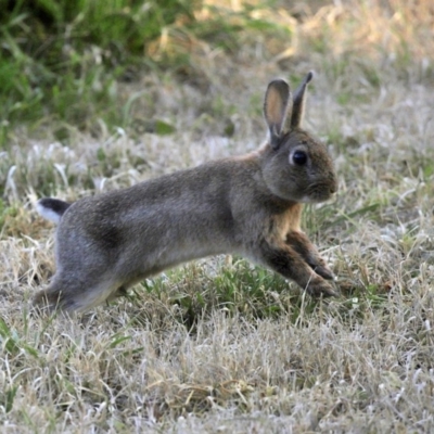 Oryctolagus cuniculus (European Rabbit) at Fyshwick, ACT - 9 Jul 2020 by RodDeb