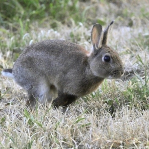 Oryctolagus cuniculus at Fyshwick, ACT - 9 Jul 2020 03:13 PM