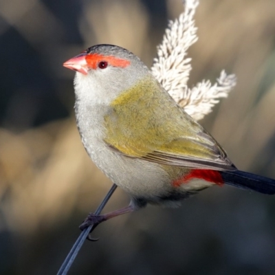 Neochmia temporalis (Red-browed Finch) at Jerrabomberra Wetlands - 9 Jul 2020 by RodDeb