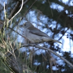 Colluricincla harmonica (Grey Shrikethrush) at Fyshwick, ACT - 9 Jul 2020 by RodDeb