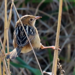 Cisticola exilis at Fyshwick, ACT - 9 Jul 2020