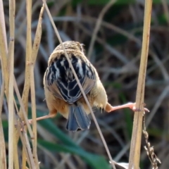 Cisticola exilis at Fyshwick, ACT - 9 Jul 2020 02:29 PM