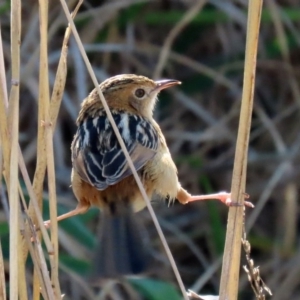 Cisticola exilis at Fyshwick, ACT - 9 Jul 2020 02:29 PM