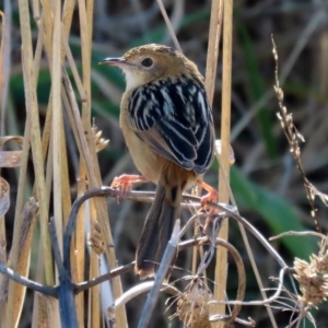 Cisticola exilis at Fyshwick, ACT - 9 Jul 2020 02:29 PM