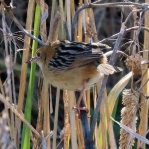 Cisticola exilis at Fyshwick, ACT - 9 Jul 2020