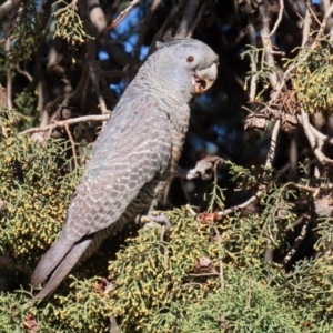 Callocephalon fimbriatum at Fyshwick, ACT - 9 Jul 2020