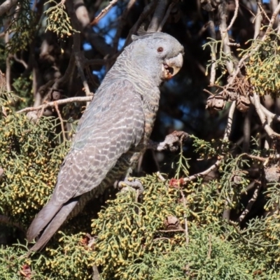 Callocephalon fimbriatum (Gang-gang Cockatoo) at Jerrabomberra Wetlands - 9 Jul 2020 by RodDeb